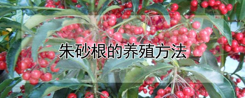 朱砂根的养殖方法 朱砂根如何养殖