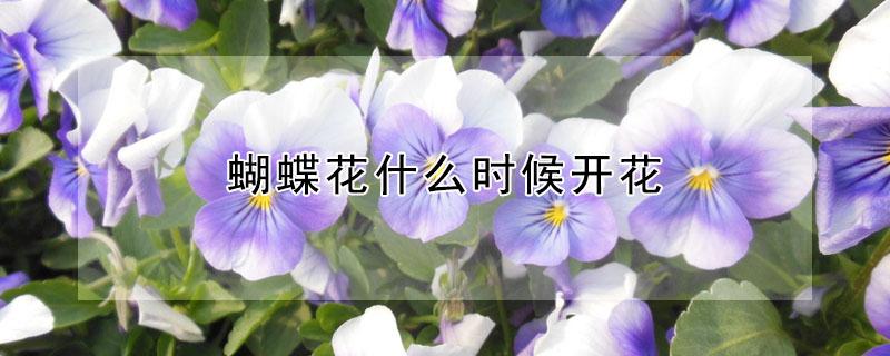 蝴蝶花什么时候开花（蝴蝶兰什么时候开花?）