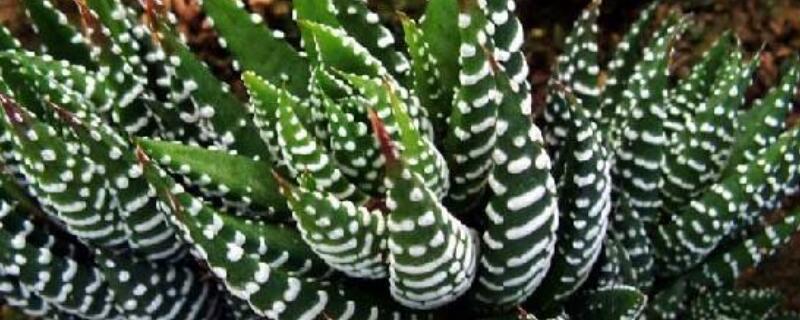 条纹十二卷开花后怎么办（条纹十二卷开什么样的花）