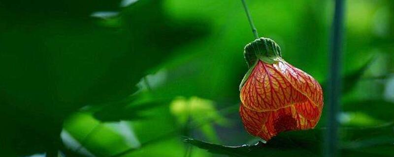 灯笼风铃花怎么养 灯笼花风铃花的养殖方法