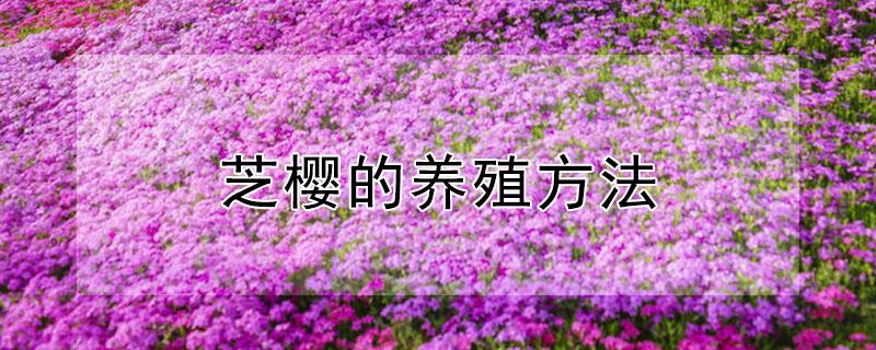 芝樱的养殖方法 芝樱的养殖方法 3月 分株