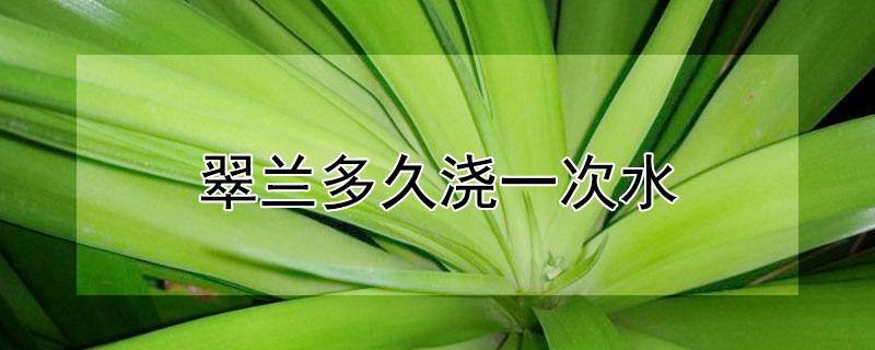 翠兰多久浇一次水（翠兰多长时间浇一次水）