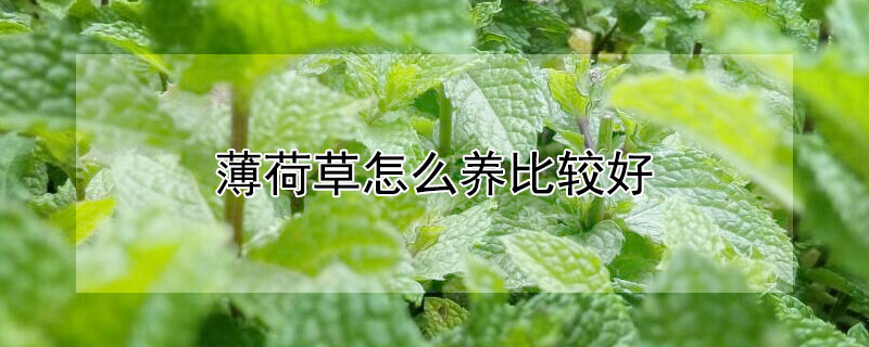 薄荷草怎么养比较好 如何养植薄荷草