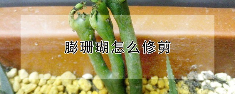 膨珊瑚怎么修剪 膨珊瑚怎么修剪扦插