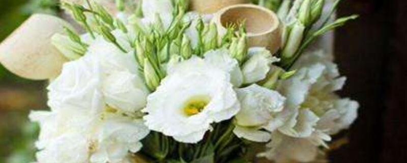 洋桔梗的种植与养护（洋桔梗生长环境）