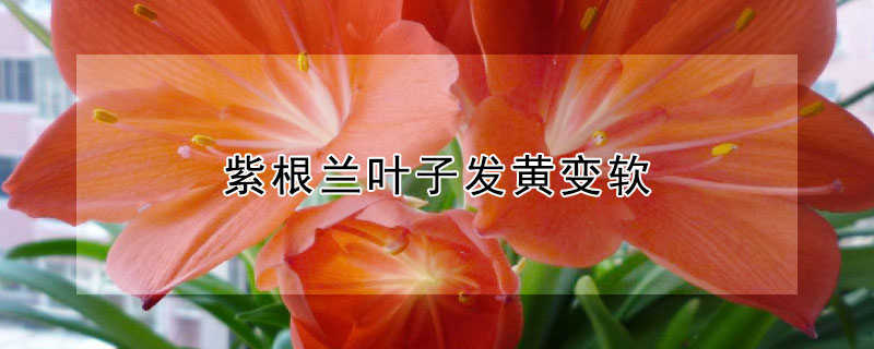 紫根兰叶子发黄变软 紫罗兰为什么叶子发黄发干