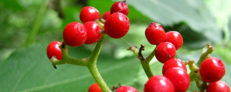 红果树怎么修剪 红树莓修剪技术