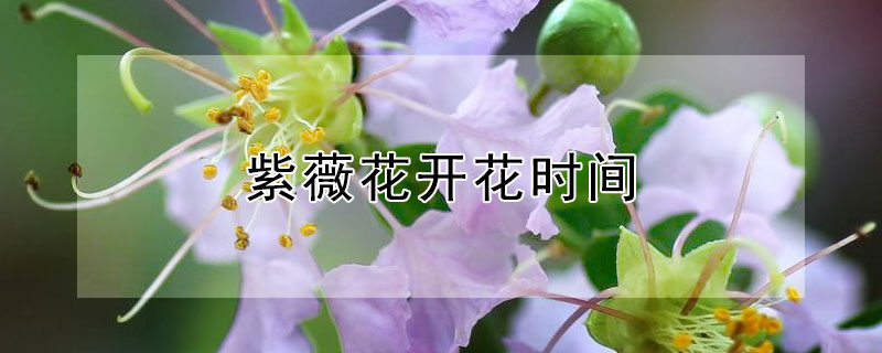 紫薇花开花时间 广东紫薇花开花时间