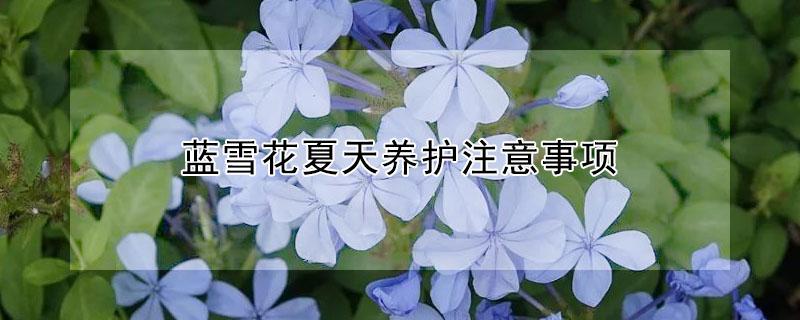 蓝雪花夏天养护注意事项（蓝雪花夏天怎样养护）