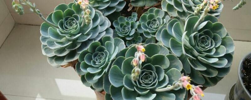 观音莲怎么嫁接 观音莲栽培技术