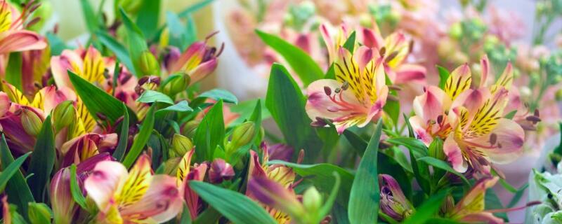 六出花的种植方法 六出花的养殖方法