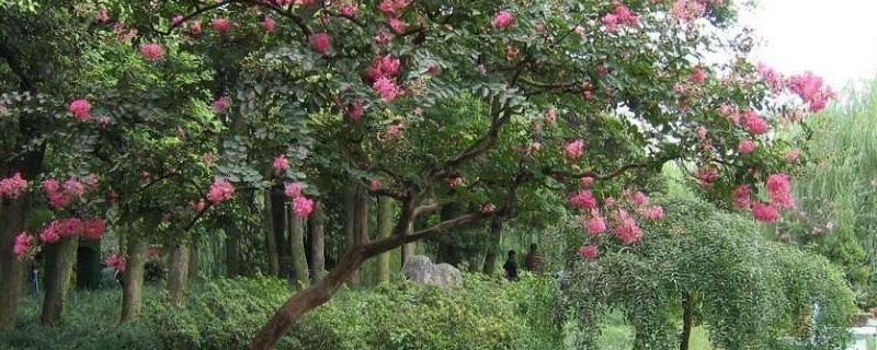 紫薇树如何修主干 紫薇树如何修枝