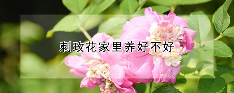 刺玫花家里养好不好（刺梅花家里养好不好在家里怎么摆放）