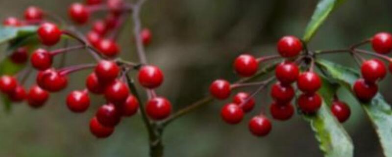 朱砂根盆栽的养殖方法(朱砂根 养殖)