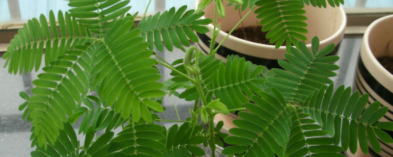 含羞草怎样养才能茂盛 含羞草怎么养比较茂盛