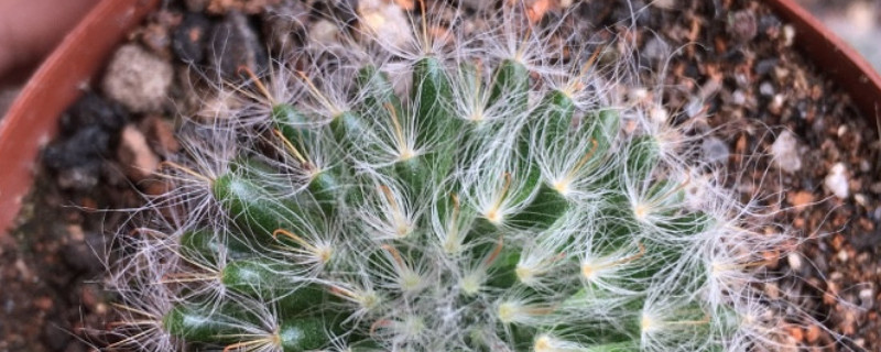 高砂仙人球怎么养(仙人球用沙土养可以吗)