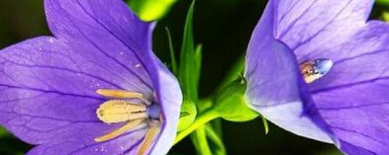 桔梗花怎么修剪（桔梗花怎么修剪枝叶更好看）