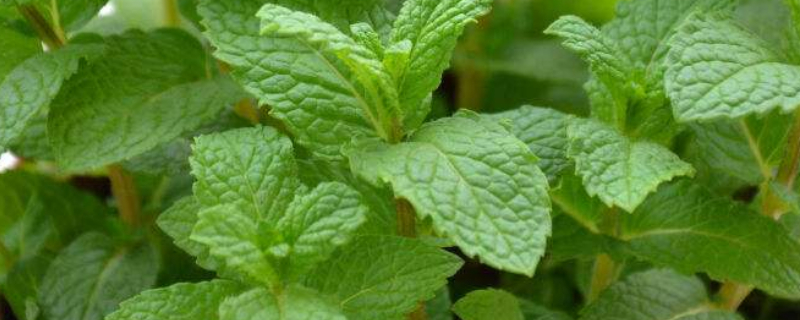 薄荷怎么养（薄荷怎么养 盆栽）