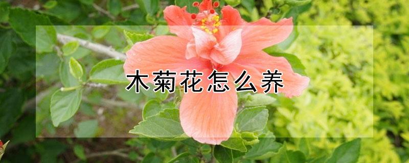 木菊花怎么养 木菊花在室内养好不好