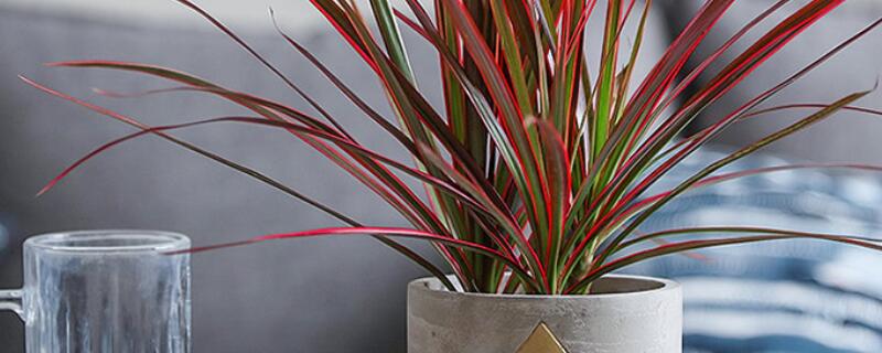 三彩千年木怎么养 五彩千年木适合养在室内哪里