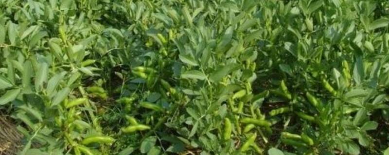 绿豆水培小盆栽养法（绿豆怎么种小盆栽）