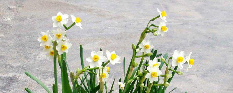 水仙种球怎么培育的 水仙种球土培