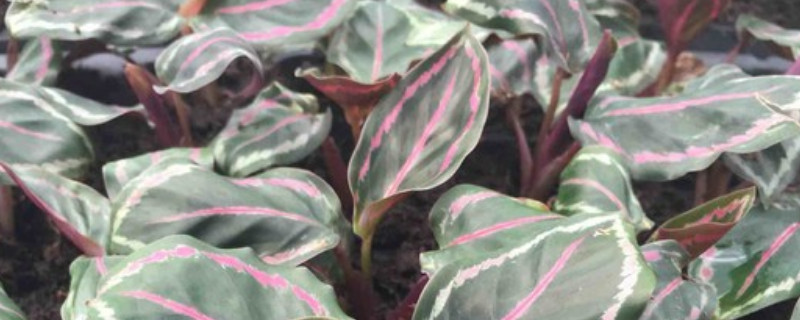 七彩竹芋的养殖方法和注意事项(七彩竹芋怎么养)