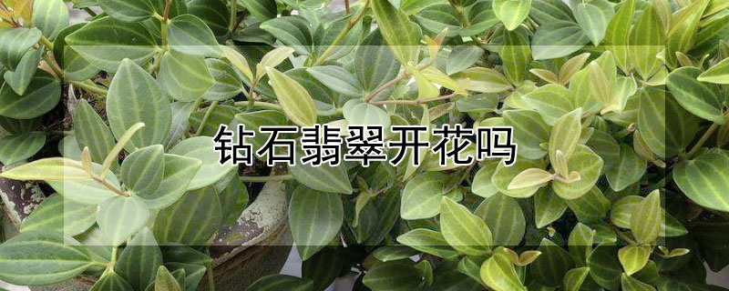 钻石翡翠开花吗 钻石翡翠会开花吗