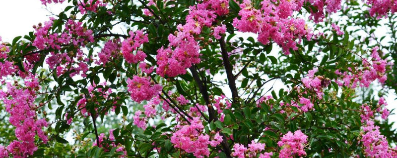 紫薇怎么催芽（紫薇发芽后的养护）