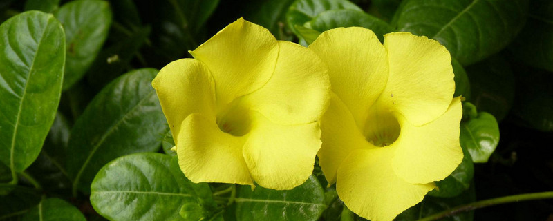 飘香藤为什么不长（飘香藤为什么不长大）