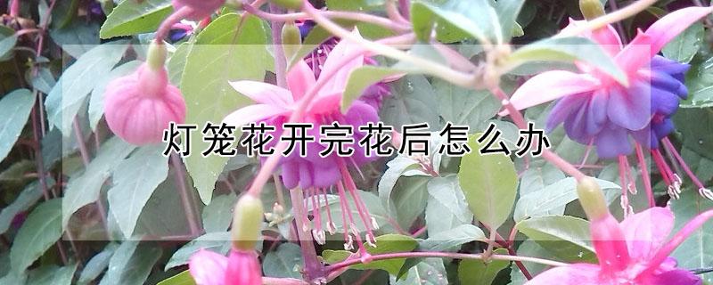 灯笼花开完花后怎么办（灯笼花开完花后怎么办长寿花）