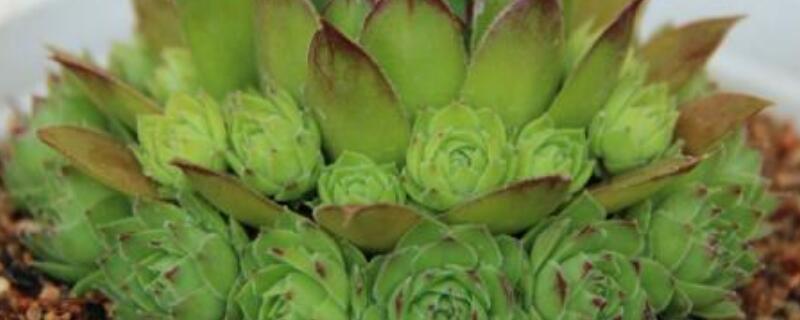 多肉观音莲怎么修剪 观音莲多肉怎么叶插