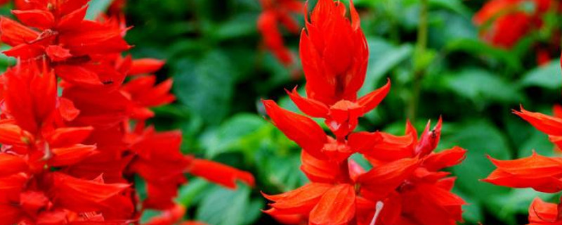 一串红能活几年 一串红生长期