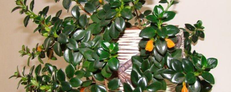 金鱼吊兰叶子变薄是怎么回事 金鱼吊兰叶子发黄掉叶怎么回事