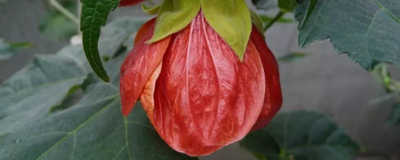 蔓性风铃花不开花原因(蔓性风铃花掉花苞什么原因)