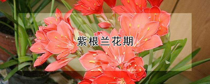 紫根兰花期（紫根兰花期在几月份）