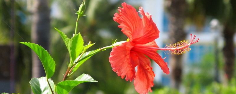 扶桑花秋季的养殖方法（扶桑花秋季可以移栽吗）