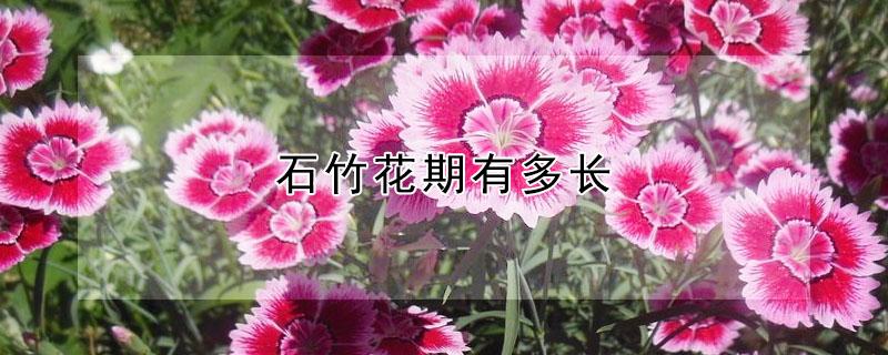 石竹花期有多长（五彩石竹花期有多长）