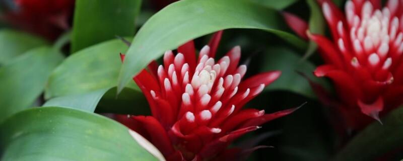 水塔花养殖方法和注意事项 水塔花养殖方法和注意事项视频