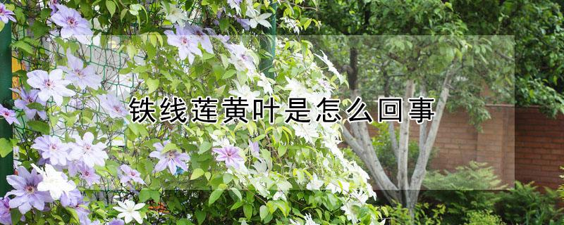 铁线莲黄叶是怎么回事 铁线莲黄叶的原因