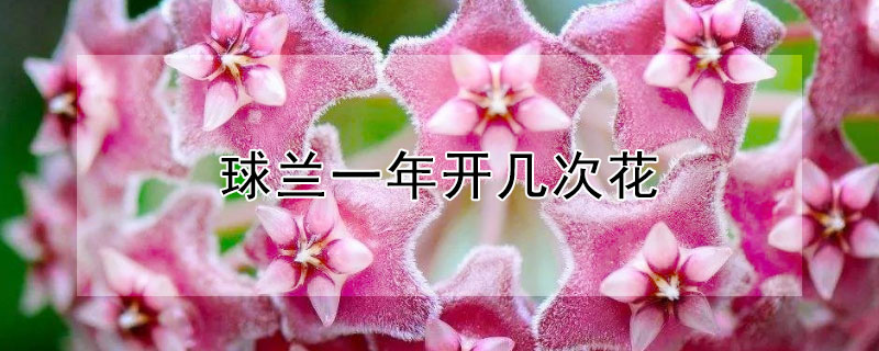 球兰一年开几次花（球兰花一年开几次花）