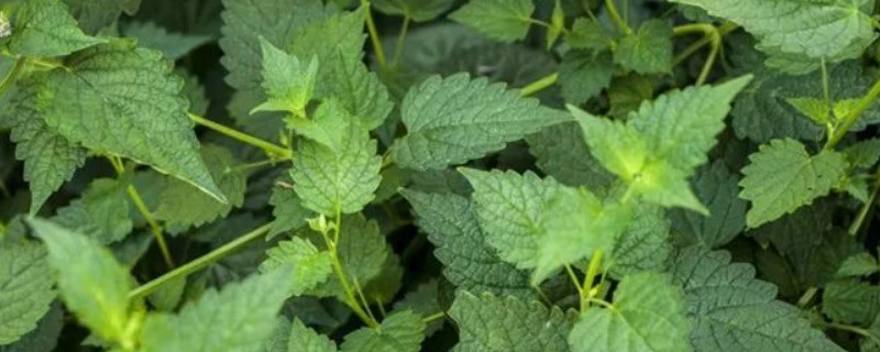 藿香盆栽怎么长得快 藿香盆栽如何种植技术