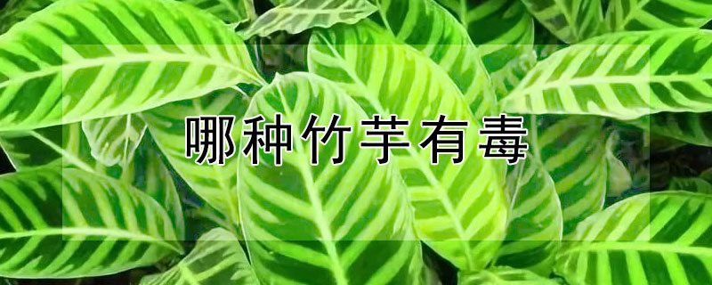 哪种竹芋有毒（什么竹芋有毒）