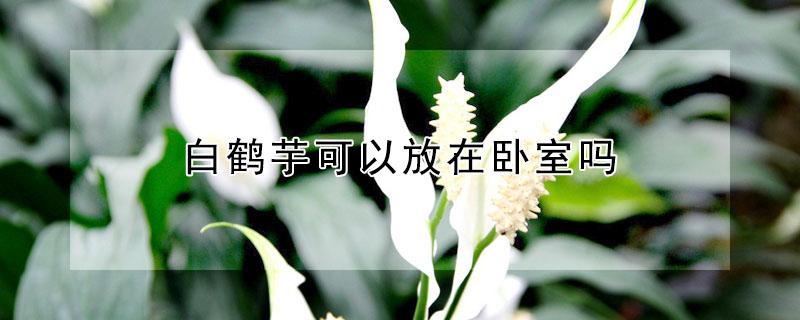 白鹤芋可以放在卧室吗（白鹤芋摆放位置）