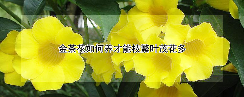 金茶花如何养才能枝繁叶茂花多 金茶花怎样养