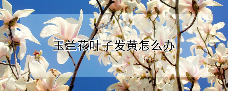 玉兰花叶子发黄怎么办 白玉兰花叶子发黄怎么办