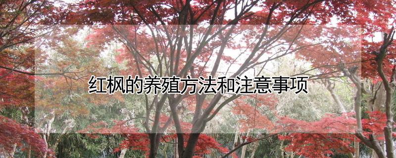 红枫的养殖方法和注意事项（日本红枫的养殖方法和注意事项）