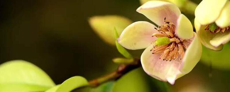 含笑花怎么过冬 含笑花冬季开花吗