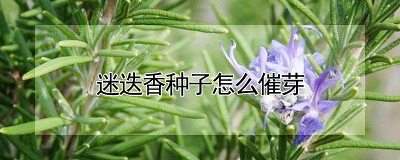 迷迭香种子怎么催芽 迷迭香种子播种方法