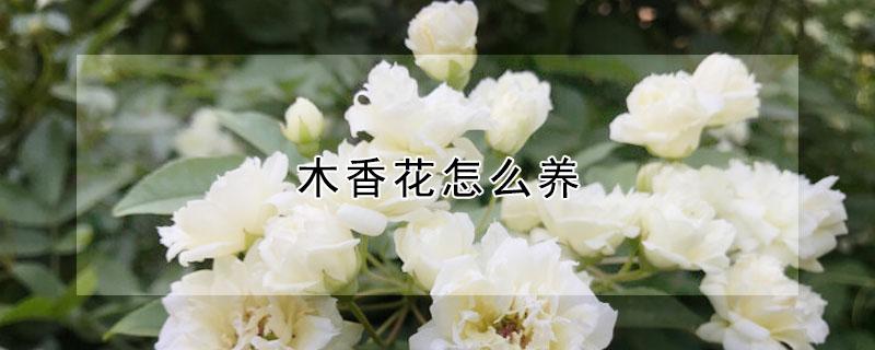 木香花怎么养 木香花怎么养护